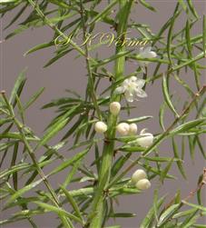  Stem (Striated)